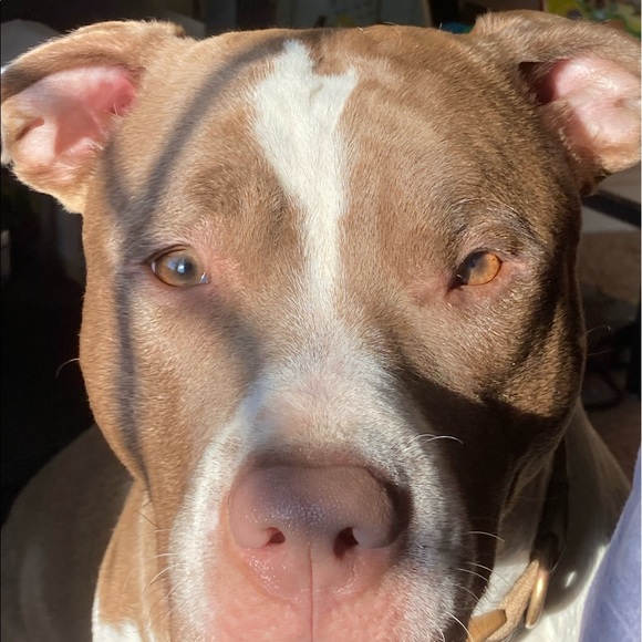 Meet your Posher, Victoria - Picture 1 of 1